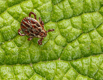 Our organic tick spray is 100% organic and is non-toxic to children, pets and wildlife