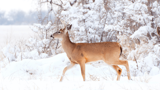 Deer near a feeding station showing why feeding deer in winter is harmful