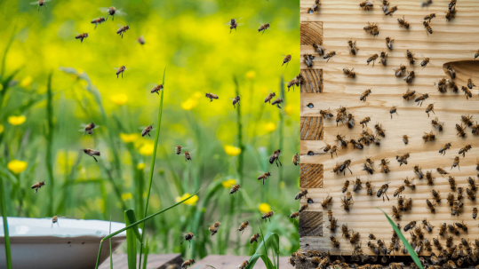 Bee friendly mosquito control in Northern Virginia protecting a residential yard without harming pollinators