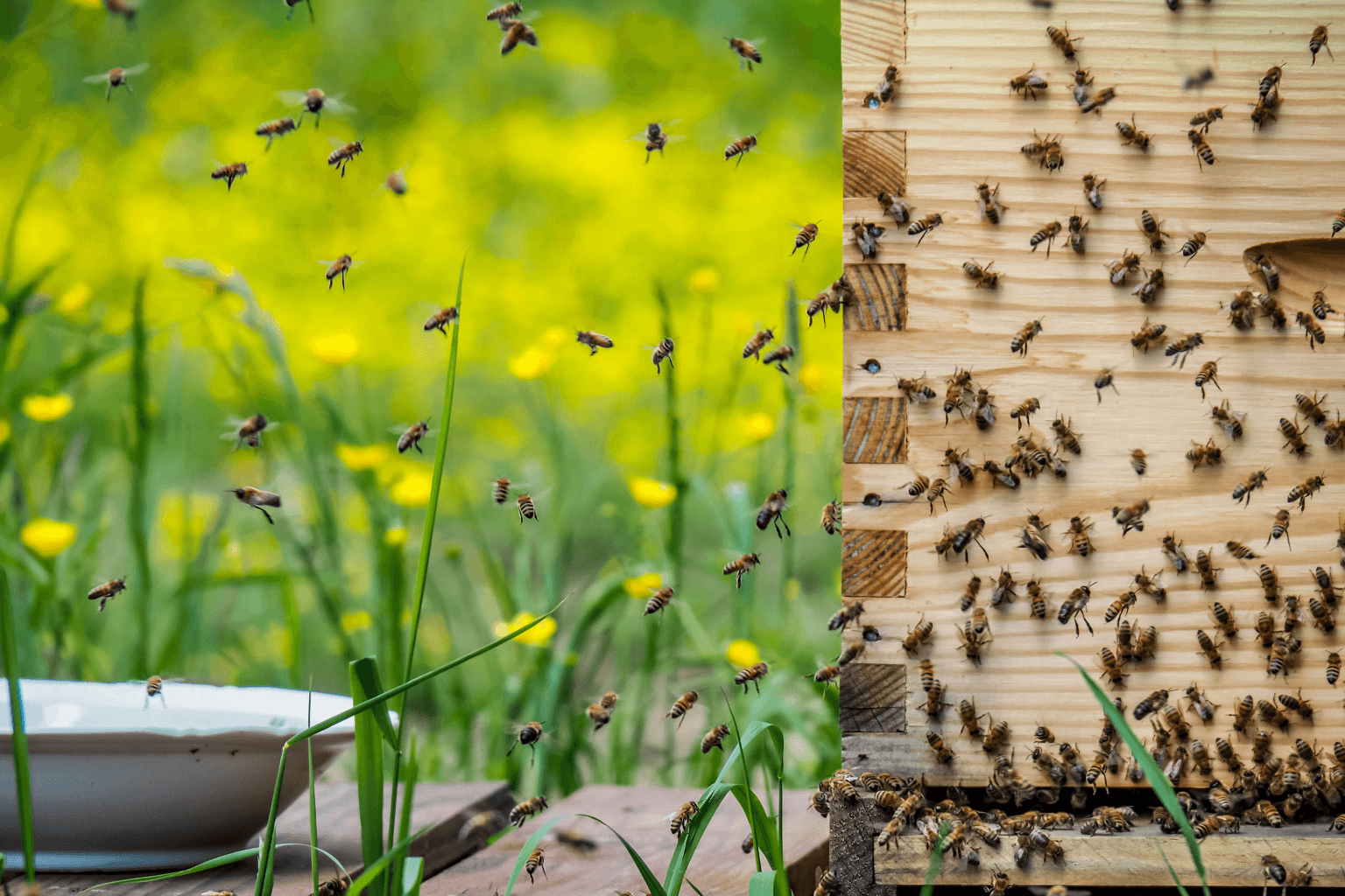 Bee friendly mosquito control in Northern Virginia protecting a residential yard without harming pollinators